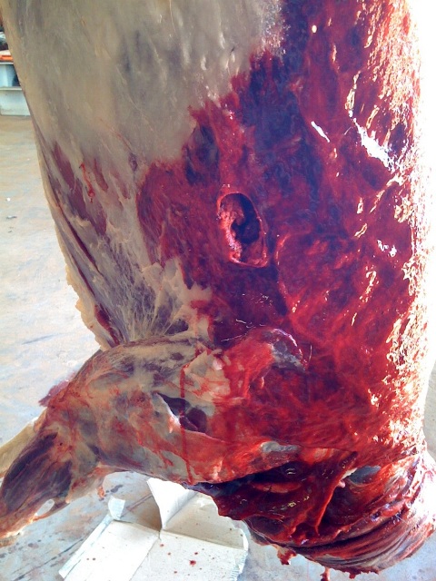 MuleDeer-Autopsy for web